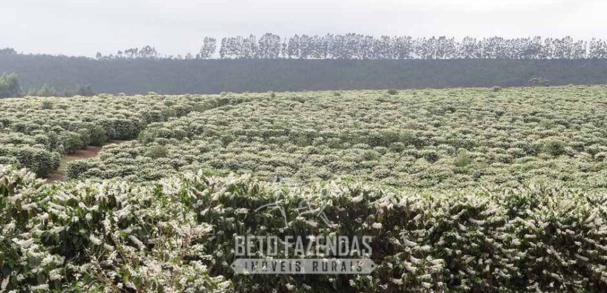 Fazenda de Café à Venda 1.100 Hectares Infraestrutura Completa e Documentada | Capelinha/ MG