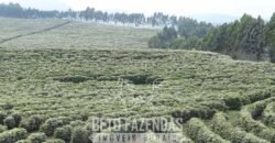 Fazenda de Café à Venda 1.100 Hectares Infraestrutura Completa e Documentada | Capelinha/ MG