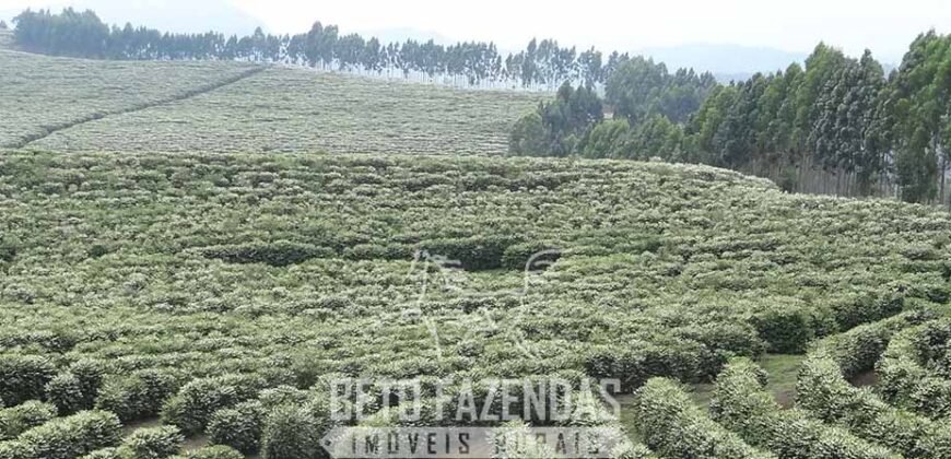 Fazenda de Café à Venda 1.100 Hectares Infraestrutura Completa e Documentada | Capelinha/ MG
