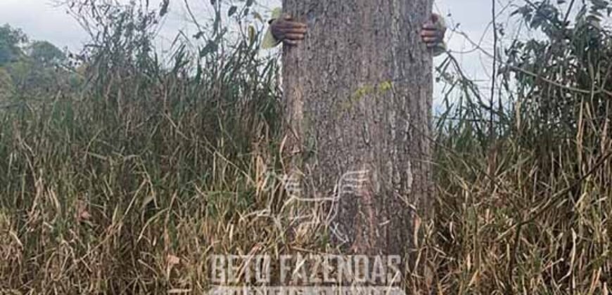 Fazenda de Café à Venda 1.100 Hectares Infraestrutura Completa e Documentada | Capelinha/ MG