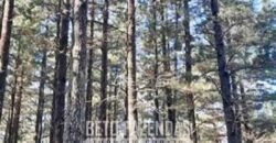 Fazenda de Pinus, Araucária e Eucalipto 3.199 Hectares Ativo Florestal para Industria e Crédito de carbono | Cambará do Sul/ RS Fazenda de Pinus, Araucária e Eucalipto 3.199 Hectares Ativo Florestal para Industria e Crédito de carbono | Cambará do Sul/ RS