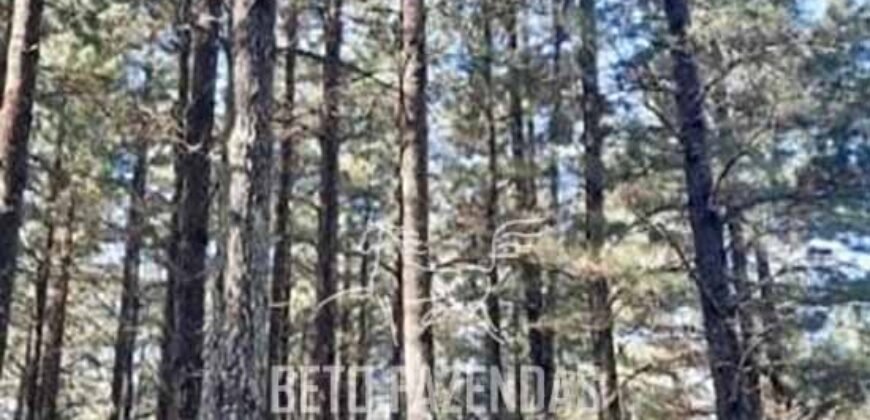 Fazenda de Pinus, Araucária e Eucalipto 3.199 Hectares Ativo Florestal para Industria e Crédito de carbono | Cambará do Sul/ RS Fazenda de Pinus, Araucária e Eucalipto 3.199 Hectares Ativo Florestal para Industria e Crédito de carbono | Cambará do Sul/ RS