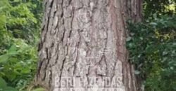 Fazenda de Pinus, Araucária e Eucalipto 3.199 Hectares Ativo Florestal para Industria e Crédito de carbono | Cambará do Sul/ RS Fazenda de Pinus, Araucária e Eucalipto 3.199 Hectares Ativo Florestal para Industria e Crédito de carbono | Cambará do Sul/ RS