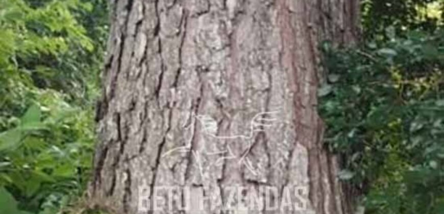 Fazenda de Pinus, Araucária e Eucalipto 3.199 Hectares Ativo Florestal para Industria e Crédito de carbono | Cambará do Sul/ RS Fazenda de Pinus, Araucária e Eucalipto 3.199 Hectares Ativo Florestal para Industria e Crédito de carbono | Cambará do Sul/ RS