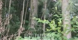 Fazenda de Pinus, Araucária e Eucalipto 3.199 Hectares Ativo Florestal para Industria e Crédito de carbono | Cambará do Sul/ RS Fazenda de Pinus, Araucária e Eucalipto 3.199 Hectares Ativo Florestal para Industria e Crédito de carbono | Cambará do Sul/ RS