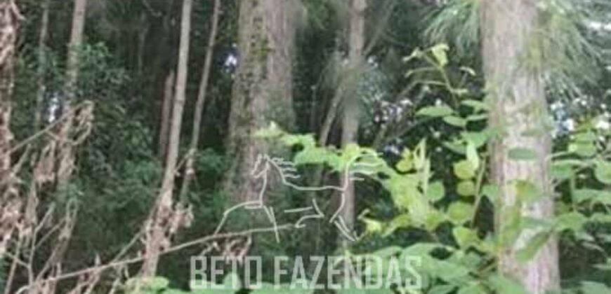 Fazenda de Pinus, Araucária e Eucalipto 3.199 Hectares Ativo Florestal para Industria e Crédito de carbono | Cambará do Sul/ RS Fazenda de Pinus, Araucária e Eucalipto 3.199 Hectares Ativo Florestal para Industria e Crédito de carbono | Cambará do Sul/ RS