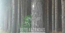 Fazenda de Pinus, Araucária e Eucalipto 3.199 Hectares Ativo Florestal para Industria e Crédito de carbono | Cambará do Sul/ RS Fazenda de Pinus, Araucária e Eucalipto 3.199 Hectares Ativo Florestal para Industria e Crédito de carbono | Cambará do Sul/ RS