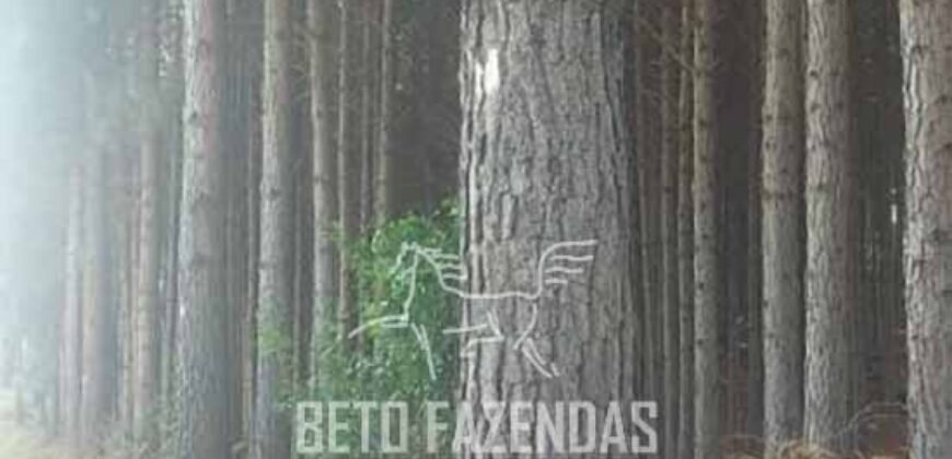 Fazenda de Pinus, Araucária e Eucalipto 3.199 Hectares Ativo Florestal para Industria e Crédito de carbono | Cambará do Sul/ RS Fazenda de Pinus, Araucária e Eucalipto 3.199 Hectares Ativo Florestal para Industria e Crédito de carbono | Cambará do Sul/ RS