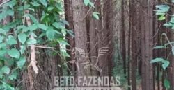 Fazenda de Pinus, Araucária e Eucalipto 3.199 Hectares Ativo Florestal para Industria e Crédito de carbono | Cambará do Sul/ RS Fazenda de Pinus, Araucária e Eucalipto 3.199 Hectares Ativo Florestal para Industria e Crédito de carbono | Cambará do Sul/ RS