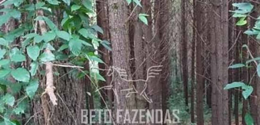 Fazenda de Pinus, Araucária e Eucalipto 3.199 Hectares Ativo Florestal para Industria e Crédito de carbono | Cambará do Sul/ RS Fazenda de Pinus, Araucária e Eucalipto 3.199 Hectares Ativo Florestal para Industria e Crédito de carbono | Cambará do Sul/ RS