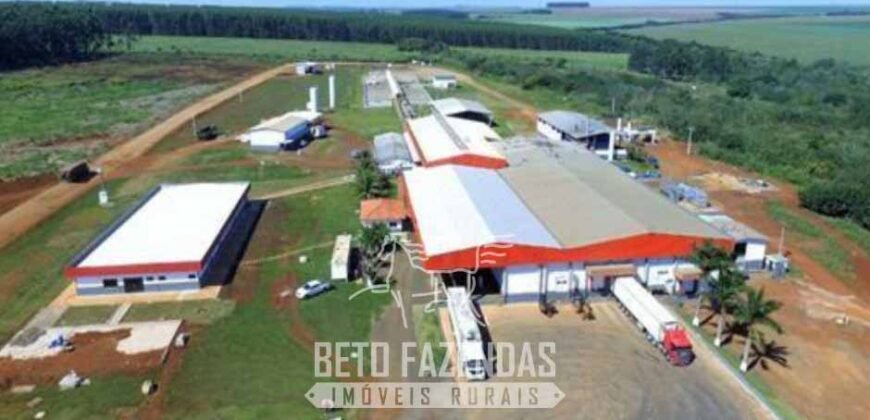 Frigorífico Exportador à Venda 330.000 m² SIF China Alta Performace | MS