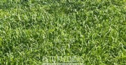 Fazenda para Soja à Venda 94,5 Alqueires Aptidão Agrícula e Qualidade do Solo | Conceição do Tocantins/ TO