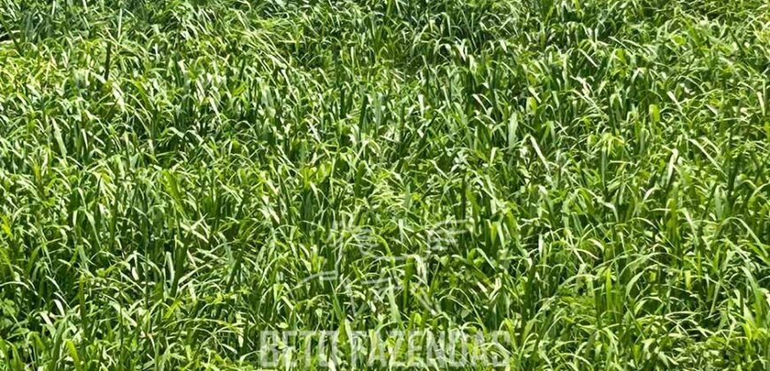 Fazenda para Soja à Venda 94,5 Alqueires Aptidão Agrícula e Qualidade do Solo | Conceição do Tocantins/ TO