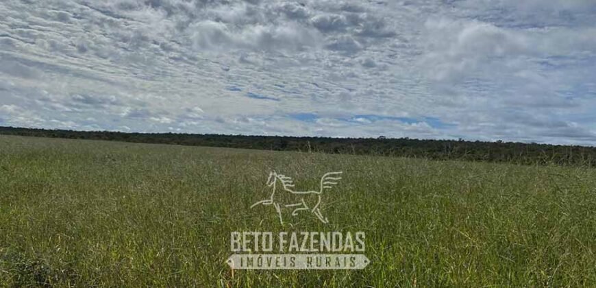 Fazenda à Venda 8.000 Hectares Alto Potencial Hídrico para Lavoura Soja, Milho e Algodão | Chapada Gaúcha/MG