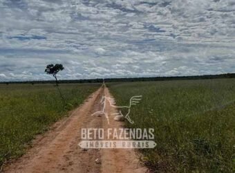 Fazenda à Venda 8.000 Hectares Alto Potencial Hídrico para Lavoura Soja, Milho e Algodão | Chapada Gaúcha/MG