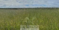 Fazenda à Venda 8.000 Hectares Alto Potencial Hídrico para Lavoura Soja, Milho e Algodão | Chapada Gaúcha/MG