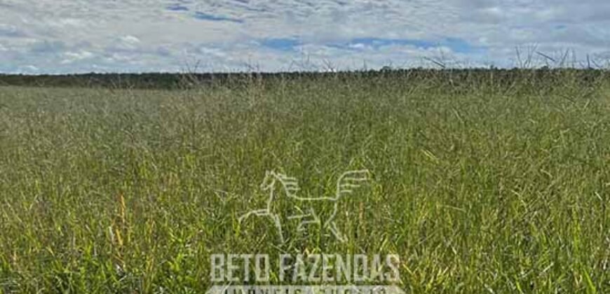 Fazenda à Venda 8.000 Hectares Alto Potencial Hídrico para Lavoura Soja, Milho e Algodão | Chapada Gaúcha/MG