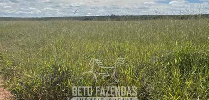 Fazenda à Venda 8.000 Hectares Alto Potencial Hídrico para Lavoura Soja, Milho e Algodão | Chapada Gaúcha/MG