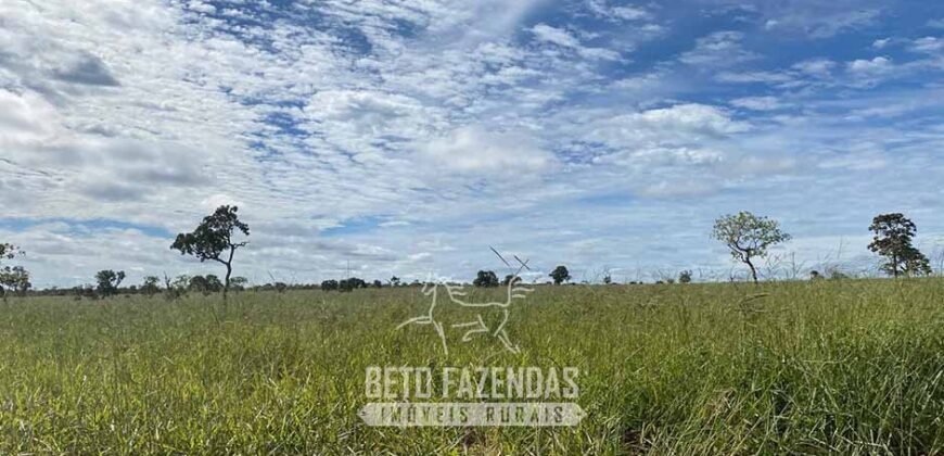 Fazenda à Venda 8.000 Hectares Alto Potencial Hídrico para Lavoura Soja, Milho e Algodão | Chapada Gaúcha/MG