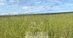 Fazenda à Venda 8.000 Hectares Alto Potencial Hídrico para Lavoura Soja, Milho e Algodão | Chapada Gaúcha/MG