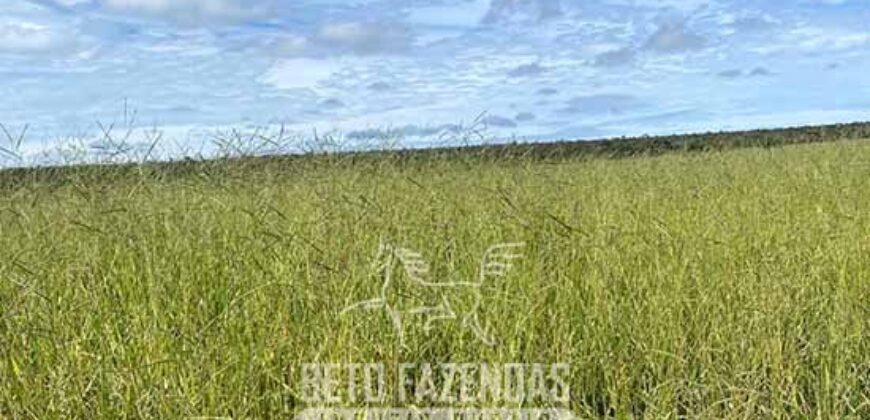 Fazenda à Venda 8.000 Hectares Alto Potencial Hídrico para Lavoura Soja, Milho e Algodão | Chapada Gaúcha/MG