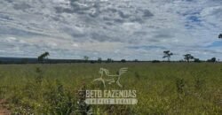 Fazenda à Venda 8.000 Hectares Alto Potencial Hídrico para Lavoura Soja, Milho e Algodão | Chapada Gaúcha/MG