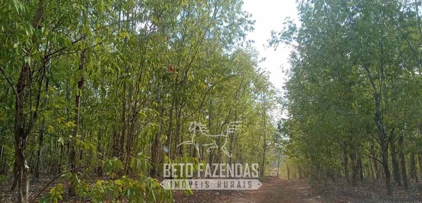 Fazenda à Venda 1.911 Hectares Aptidão para Plantio de Soja Porteira Fechada | Buritizeiro/MG