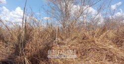 Fazenda à Venda 1.911 Hectares Aptidão para Plantio de Soja Porteira Fechada | Buritizeiro/MG