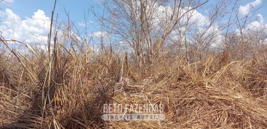 Fazenda à Venda 1.911 Hectares Aptidão para Plantio de Soja Porteira Fechada | Buritizeiro/MG