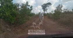 Fazenda à Venda 1.911 Hectares Aptidão para Plantio de Soja Porteira Fechada | Buritizeiro/MG
