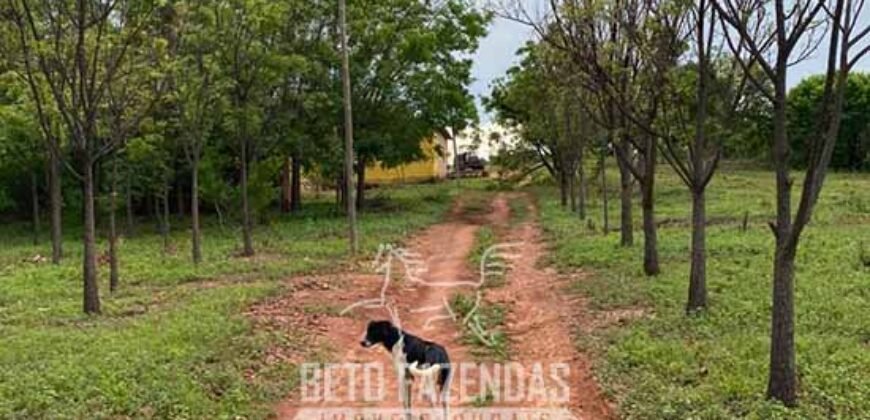 Fazenda à Venda 1.911 Hectares Aptidão para Plantio de Soja Porteira Fechada | Buritizeiro/MG