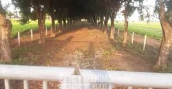 Fazenda à Venda  4.849 Hectares Dupla Aptidão Pecuária Elite | Formosa/ GO