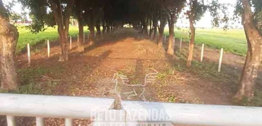 Fazenda à Venda  4.849 Hectares Dupla Aptidão Pecuária Elite | Formosa/ GO
