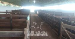 Fazenda à Venda  4.849 Hectares Dupla Aptidão Pecuária Elite | Formosa/ GO