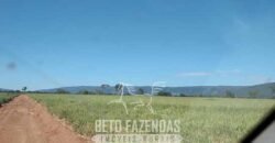 Fazenda à Venda  4.849 Hectares Dupla Aptidão Pecuária Elite | Formosa/ GO