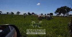 Fazenda à Venda  4.849 Hectares Dupla Aptidão Pecuária Elite | Formosa/ GO
