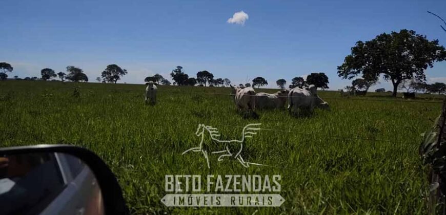 Fazenda à Venda  4.849 Hectares Dupla Aptidão Pecuária Elite | Formosa/ GO