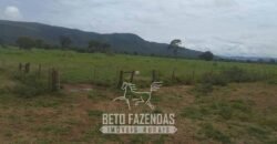 Fazenda à Venda  4.849 Hectares Dupla Aptidão Pecuária Elite | Formosa/ GO