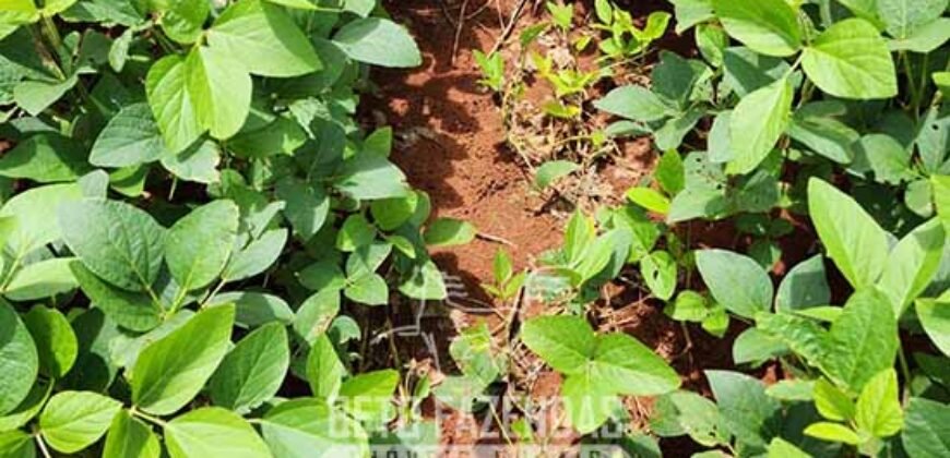 Fazenda de Soja à Venda 1.034 Hectares com Arrendamento | São José do Couto/ MT
