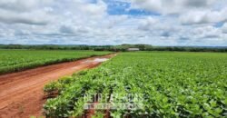Fazenda de Soja à Venda 1.034 Hectares com Arrendamento | São José do Couto/ MT