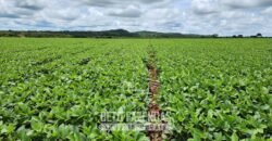Fazenda de Soja à Venda 1.034 Hectares com Arrendamento | São José do Couto/ MT