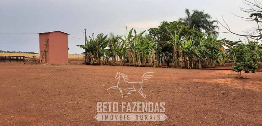 Fazenda de Soja à Venda 1.034 Hectares com Arrendamento | São José do Couto/ MT