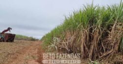 Usina de Cana-de-Açúcar e Álcool à Venda 78.200 Hectares em Produção | Mato Grosso do Sul