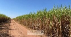 Usina de Cana-de-Açúcar e Álcool à Venda 78.200 Hectares em Produção | Mato Grosso do Sul
