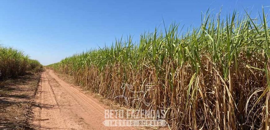 Usina de Cana-de-Açúcar e Álcool à Venda 78.200 Hectares em Produção | Mato Grosso do Sul