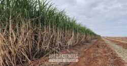 Usina de Cana-de-Açúcar e Álcool à Venda 78.200 Hectares em Produção | Mato Grosso do Sul
