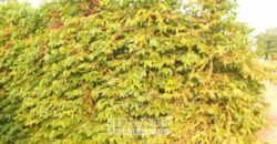 Fazenda de Café 2.400 Hectares Certificada para Exportação | Interior de São Paulo