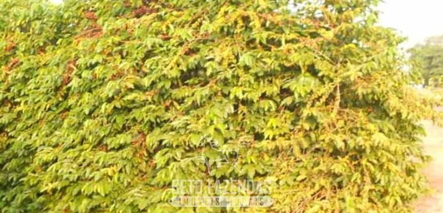 Fazenda de Café 2.400 Hectares Certificada para Exportação | Interior de São Paulo