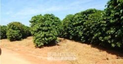 Fazenda de Café 2.400 Hectares Certificada para Exportação | Interior de São Paulo