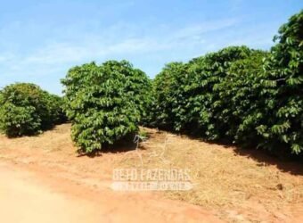 Fazenda de Café 2.400 Hectares Certificada para Exportação | Interior de São Paulo